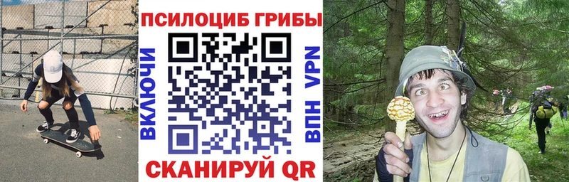 как найти   Архангельск  Галлюциногенные грибы Psilocybe 